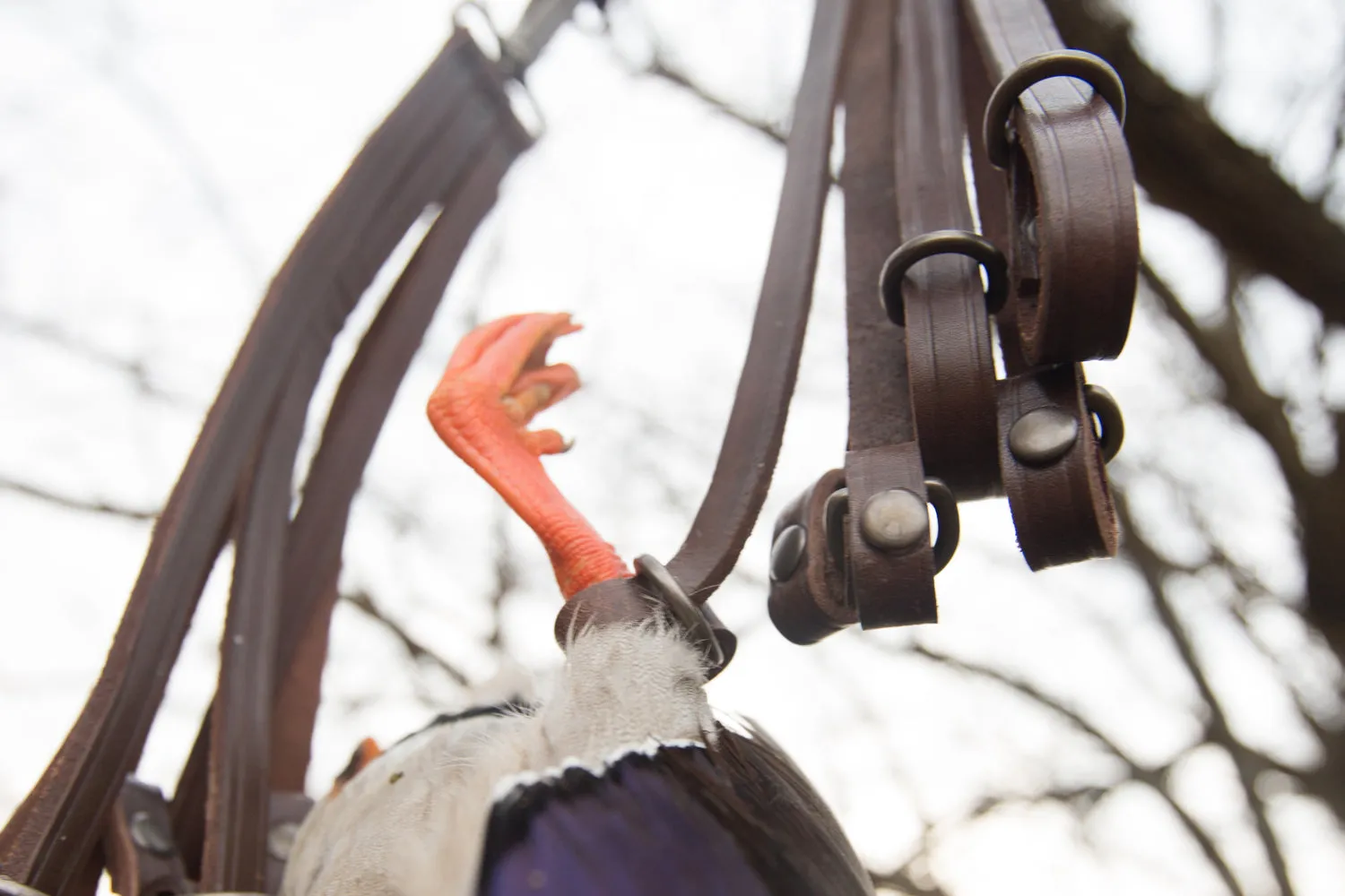 Leather Duck Strap